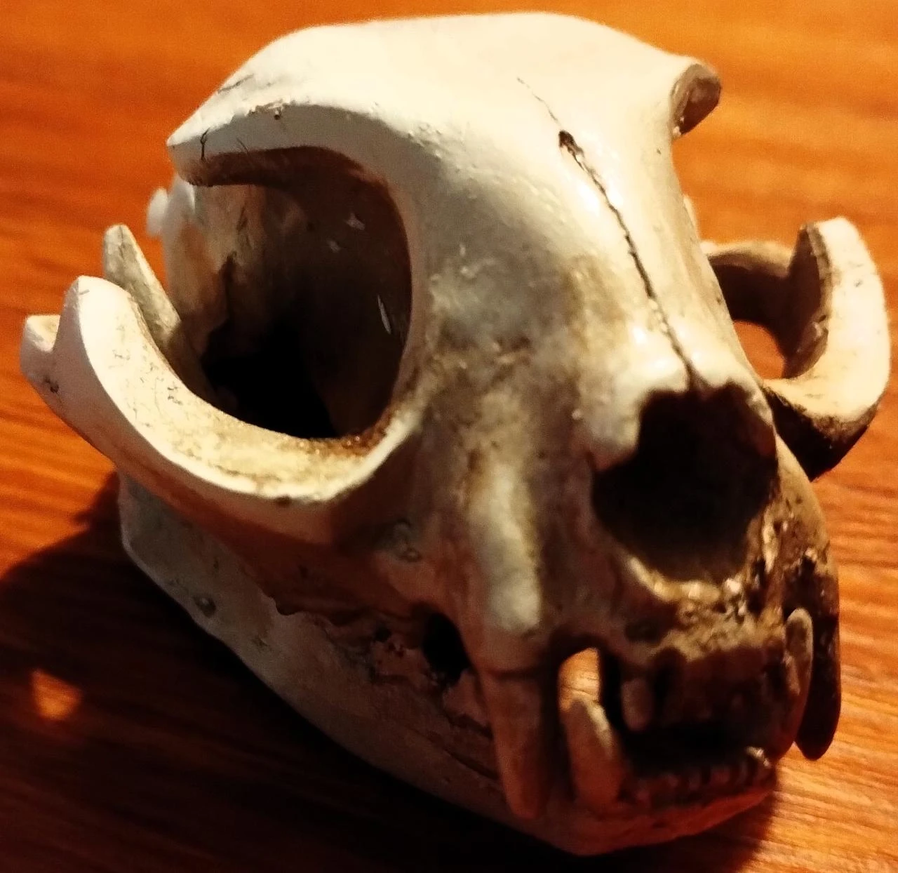 Caveira Gato Decorativa Cranio Skull